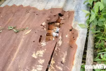 Lâm Đồng: Phát hiện kho đạn cối "khủng" khi múc đất