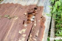 Lâm Đồng: Phát hiện kho đạn cối "khủng" khi múc đất