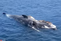 Rùng mình cá mập hổ đói, xé xác cá voi đầy tham lam