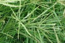 Bất ngờ tác dụng của loài cỏ mọc dại được ví là thần dược ở VN