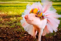 Tết Kỷ Hợi, học cách "mix" đồ từ nàng lợn thời trang nhất TG