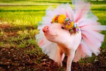 Tết Kỷ Hợi, học cách "mix" đồ từ nàng lợn thời trang nhất TG