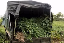 Phát hiện gần nửa tấn cây cần sa ven suối