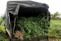 Phát hiện gần nửa tấn cây cần sa ven suối