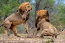 Kịch tính trận chiến của những vị vua sư tử 