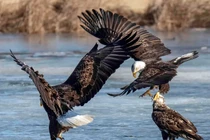 Đại chiến hào hùng của ba con đại bàng hói 