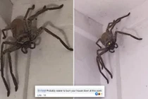 Nghe tiếng động lạ góc nhà, phát hiện quái thú nhìn chằm chằm