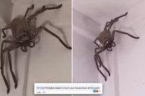 Nghe tiếng động lạ góc nhà, phát hiện quái thú nhìn chằm chằm