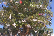 Kinh dị cây đồ lót, ai đi qua cũng "run cầm cập"