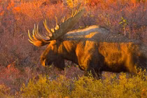 Mê mẩn vẻ hấp dẫn khác lạ của động vật lúc vào thu