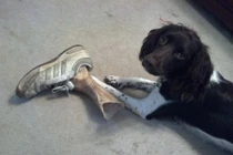 Loạt ảnh độc lạ ấn tượng khiến bạn vừa nhìn muốn đau tim