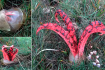 Nấm bàn tay quỷ trông "đẫm máu", hôi thối tái xuất gây xôn xao