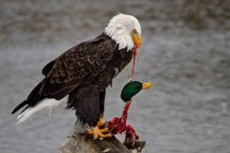 Vịt chết thảm trong móng vuốt tử thần của đại bàng hói