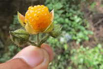 4 kỳ quả “dại” đẹp không tưởng, siêu ngon và bổ nhất thế gian