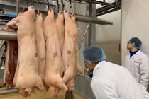 Giá thịt lợn lên đỉnh kỷ lục, lãnh đạo nhận định gì?