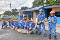 Bắt được trăn khổng lồ ngỡ đã thành tinh, nặng hơn 200kg