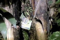 Trộm phong bì của chú rể khi được mời đến ăn cỗ cưới