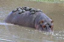 Rùa nhỏ to gan biến hà mã thành “ghế phơi nắng“