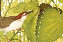 Bí mật chim thợ may, loài chim khéo léo may cả tổ mình