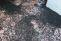 Kinh dị kiến "đông như quân nguyên", bu đen kịt khắp thị trấn