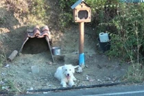 Chó chờ chủ gần 2 năm ở nơi anh gặp nạn qua đời