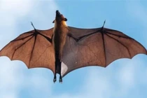 16 sự thật đáng kinh ngạc về các loài động vật 