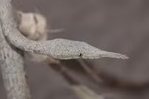 Loạt rắn độc dị nhất hành tinh, phát khiếp khi nhìn