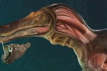 Phát hiện khủng long Spinosaurus mặt cá sấu kỳ dị, chuyên gia ngỡ ngàng 