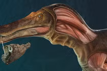 Phát hiện khủng long Spinosaurus mặt cá sấu kỳ dị, chuyên gia ngỡ ngàng 