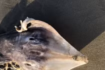 Đi dạo, tá hỏa nhận ra sinh vật "ngoài hành tinh” lạc trôi vào bờ