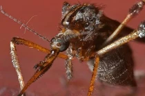 Hé lộ bí ẩn về loài muỗi khổng lồ to bằng con ong