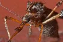 Hé lộ bí ẩn về loài muỗi khổng lồ to bằng con ong