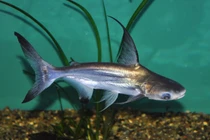 Sự thật “thủy quái miền Tây” nổi tiếng hung hãn, Việt Nam có nhiều