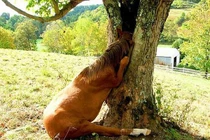 Kinh ngạc loạt cây tưởng hiền lành “hóa” quái vật nuốt chửng mọi thứ