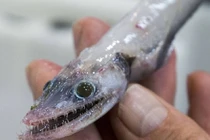 Những "thủy quái" kỳ dị đến khó tin ẩn náu dưới đáy đại dương 