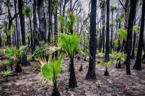 Giải mã phản ứng của thực vật bản địa trước biến đổi khí hậu