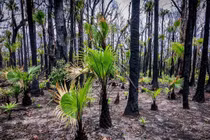 Giải mã phản ứng của thực vật bản địa trước biến đổi khí hậu