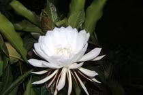 Loài hoa đẹp hiếm có trên thế giới, được Phật giáo tôn sùng