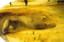 Bất ngờ thằn lằn 110 triệu tuổi "ngủ ngon" trong hổ phách Miến Điện