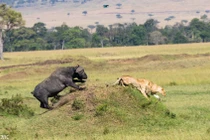 Ảnh độc: Khi thợ săn hóa thành kẻ bị săn 