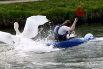 Bó tay những động vật mang vẻ ngoài đáng yêu nhưng hung dữ "chết người" 