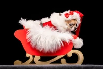 “Cute” lạc lối bộ ảnh những chú cún diện trang phục Giáng Sinh