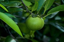 Đáng sợ những loài cây nguy hiểm nhất hành tinh, chớ dại động vào 