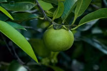 Đáng sợ những loài cây nguy hiểm nhất hành tinh, chớ dại động vào 