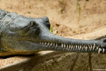 Top 10 động vật trông cực đáng sợ nhưng hoàn toàn vô hại