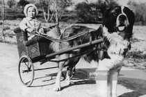 Ảnh cực thú vị về chó ở thế kỷ trước