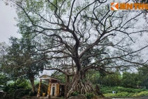 Ngắm cây đa 300 tuổi mọc trên khối đá khổng lồ ở Huế