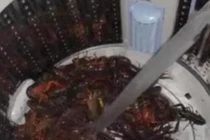 Con dâu rửa tôm bằng máy giặt, bất ngờ thái độ của mẹ chồng