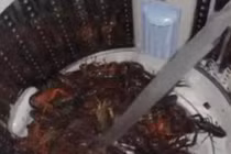 Con dâu rửa tôm bằng máy giặt, bất ngờ thái độ của mẹ chồng