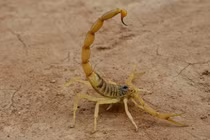 “Thần dược” đắt giá nhất trên thế giới, có tiền cũng khó mua được